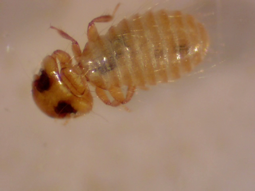 Kurodaia cryptostigmatia