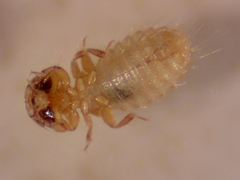 Kurodaia