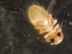 Kurodaia