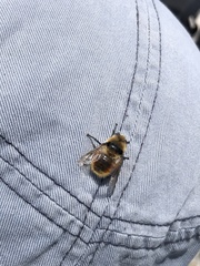 Cephenemyia stimulator