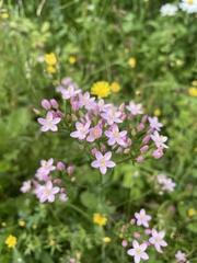 Centaurium erythraea