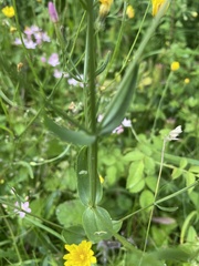 Centaurium erythraea