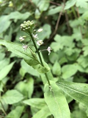 Romanschulzia arabiformis