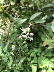 Romanschulzia arabiformis