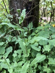 Romanschulzia arabiformis