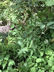 Romanschulzia arabiformis