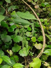 Asplenium tripteropus