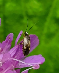 Plagiognathus obscurus