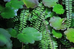 Asplenium tripteropus