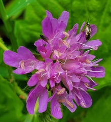 Plagiognathus obscurus