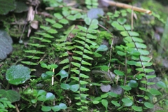 Asplenium tripteropus