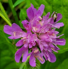 Plagiognathus obscurus