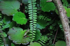 Asplenium tripteropus