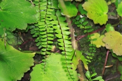 Asplenium tripteropus