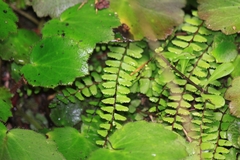 Asplenium tripteropus