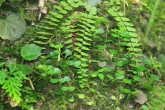 Asplenium tripteropus