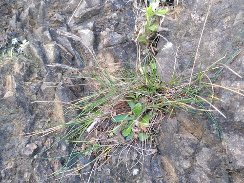 Fescue (Festuca multinodis)