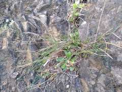 Festuca multinodis