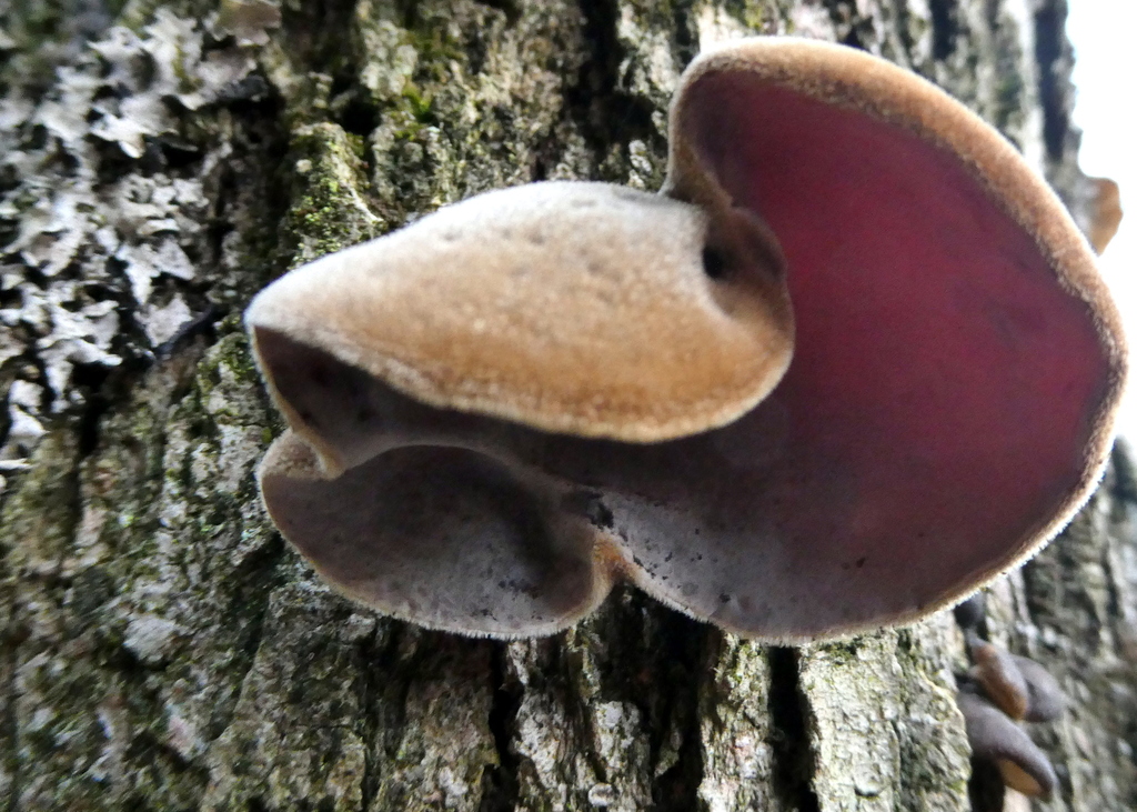 Ear fungus from Herring Stream Road, Motueka Valley 7196, Nouvelle