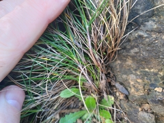 Festuca multinodis
