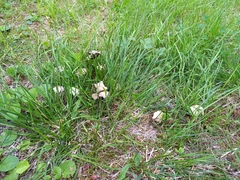 Candolleomyces candolleanus