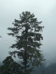 Psarocolius montezuma