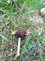 Candolleomyces candolleanus