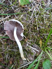 Candolleomyces candolleanus