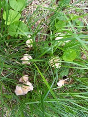 Candolleomyces candolleanus