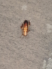 Drymaplaneta heydeniana