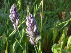 Polygala gnidioides