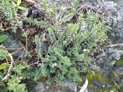 Pimelea prostrata seismica
