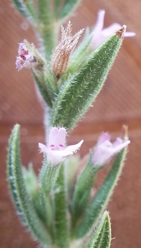 Image of Micromeria juliana by (c) Martin Scheuch, some rights reserved (CC BY)