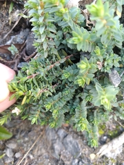 Pimelea prostrata seismica