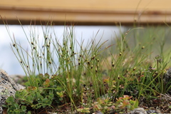 Oreojuncus monanthos