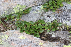 Salix herbacea