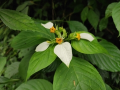 Mussaenda shikokiana