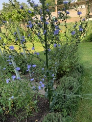 Cichorium intybus