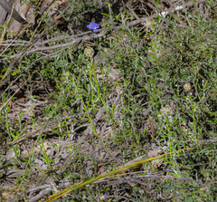 Opercularia vaginata