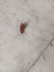 Periplaneta americana