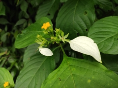 Mussaenda shikokiana