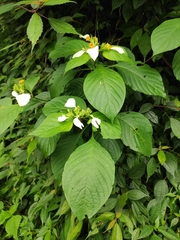 Mussaenda shikokiana