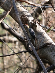 Melanerpes hoffmannii