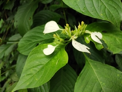 Mussaenda shikokiana