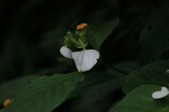 Mussaenda shikokiana
