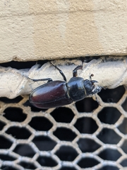 Lucanus cervus