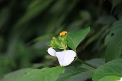 Mussaenda shikokiana
