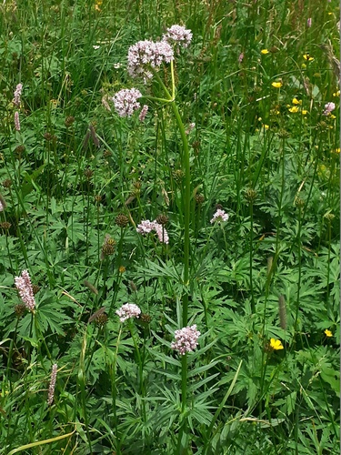 Valériane officinale — Wikipédia