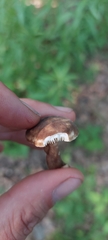 Lactarius fuliginosus