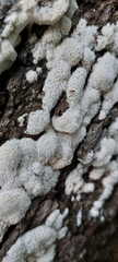 Rigidoporus corticola